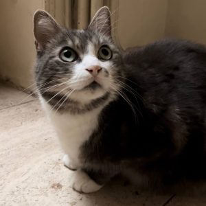 Lilou